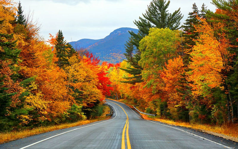 Fall Colors