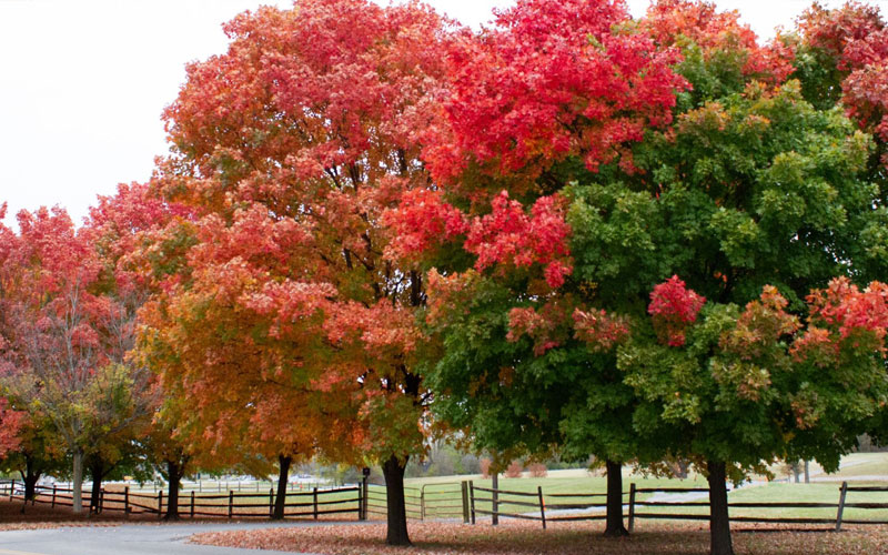 Why Leaves Change Color